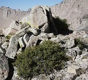 Plant at 12,500&nbsp;ft (3,800&nbsp;m), Sierra Nevada, California