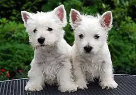 Image 22West Highland White Terrier puppies (from Puppy)