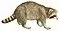 Common raccoon