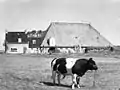 Farm with bull (1957)