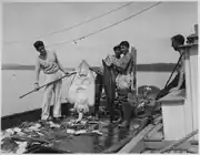 A skate from the Swinomish fishtrap, Tulalip Indian Agency, Washington, 1938